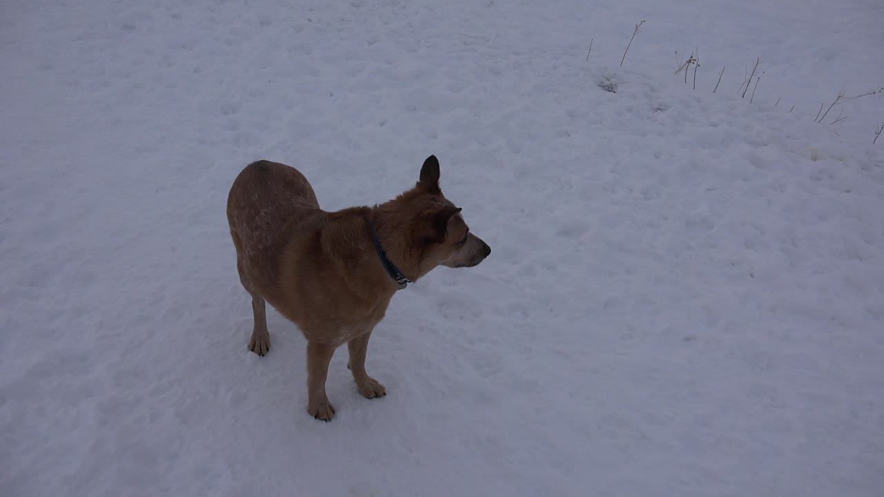 Dog standing in snow and looking to the right edge of frame.