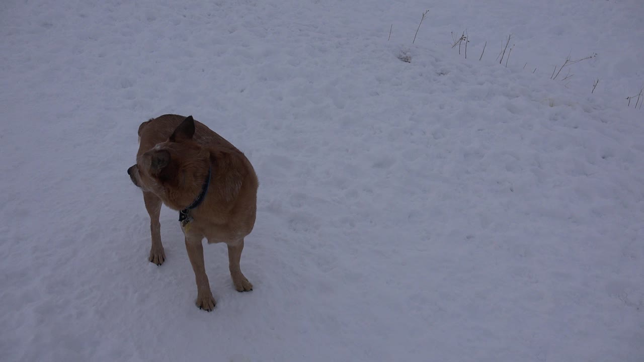 A tan dog in a dark collar stands on packed snow in Arvada, Colorado, looking left with sparse grass visible in the background and no visible people.