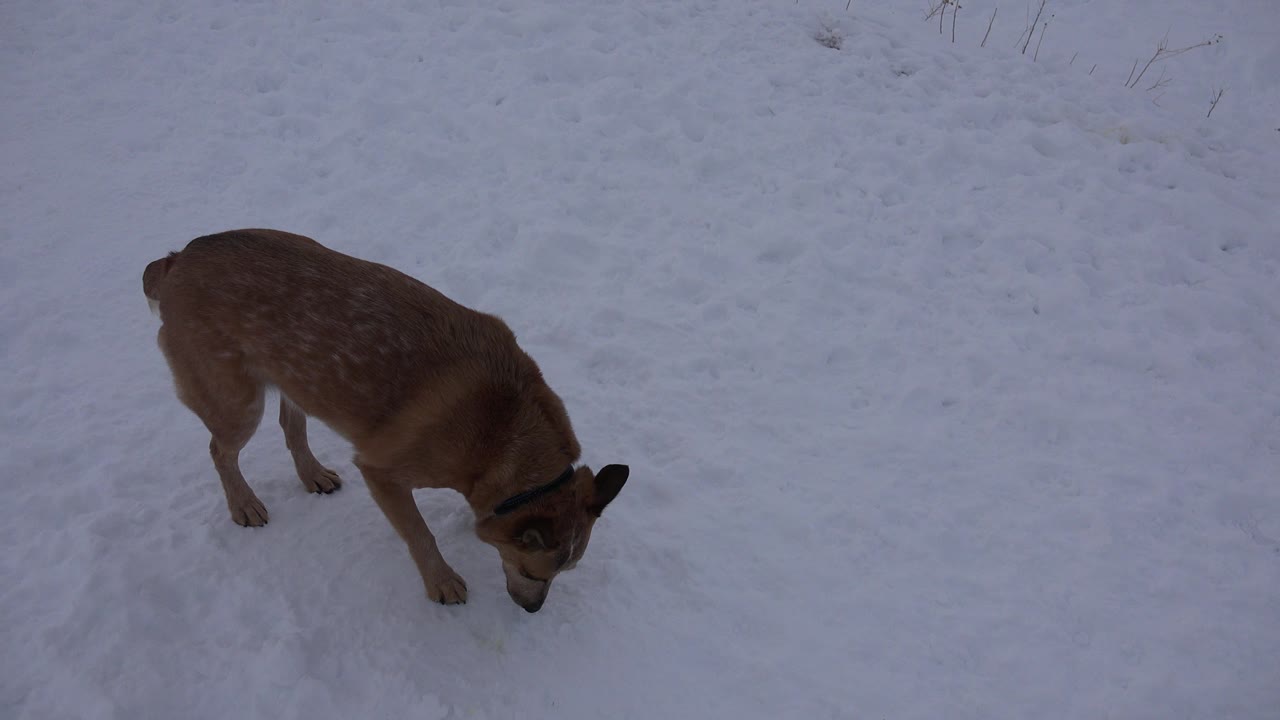 A tan dog with a dark collar lowers its nose toward snowy ground in Arvada, Colorado, with no visible people.