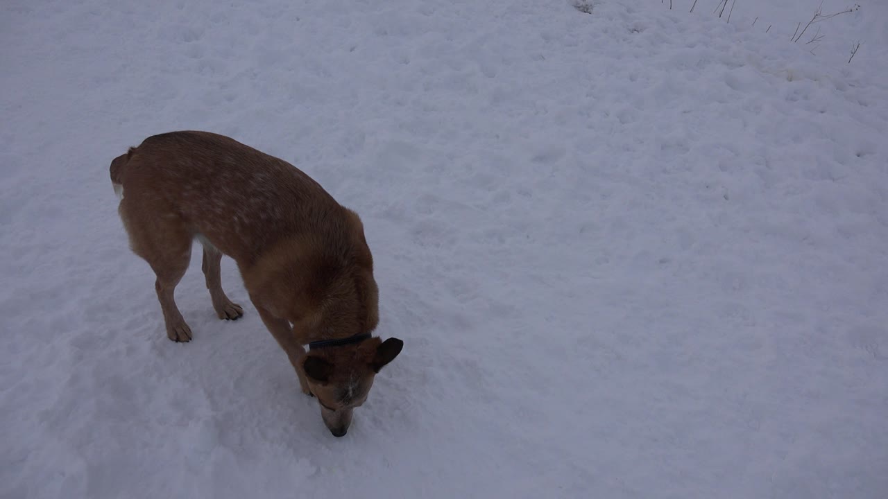 Dog sniffing near the right side of snowy ground.
