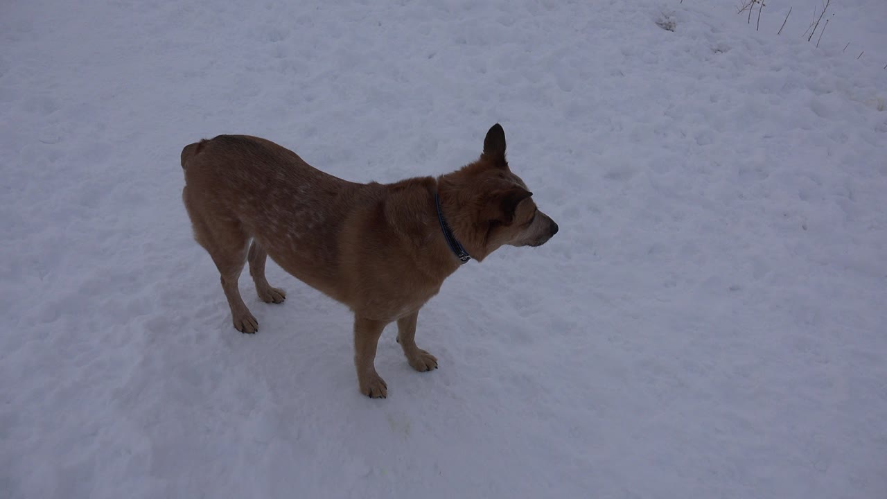 A brown dog with a dark collar stands on packed snow in Arvada, Colorado, facing right near the left side of the frame, with no visible people.
