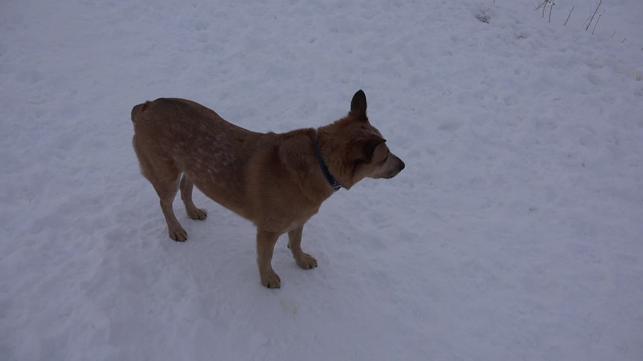 The dog remains standing on the snow in Arvada, Colorado, slightly more centered while looking right across the open white ground, with no visible people.