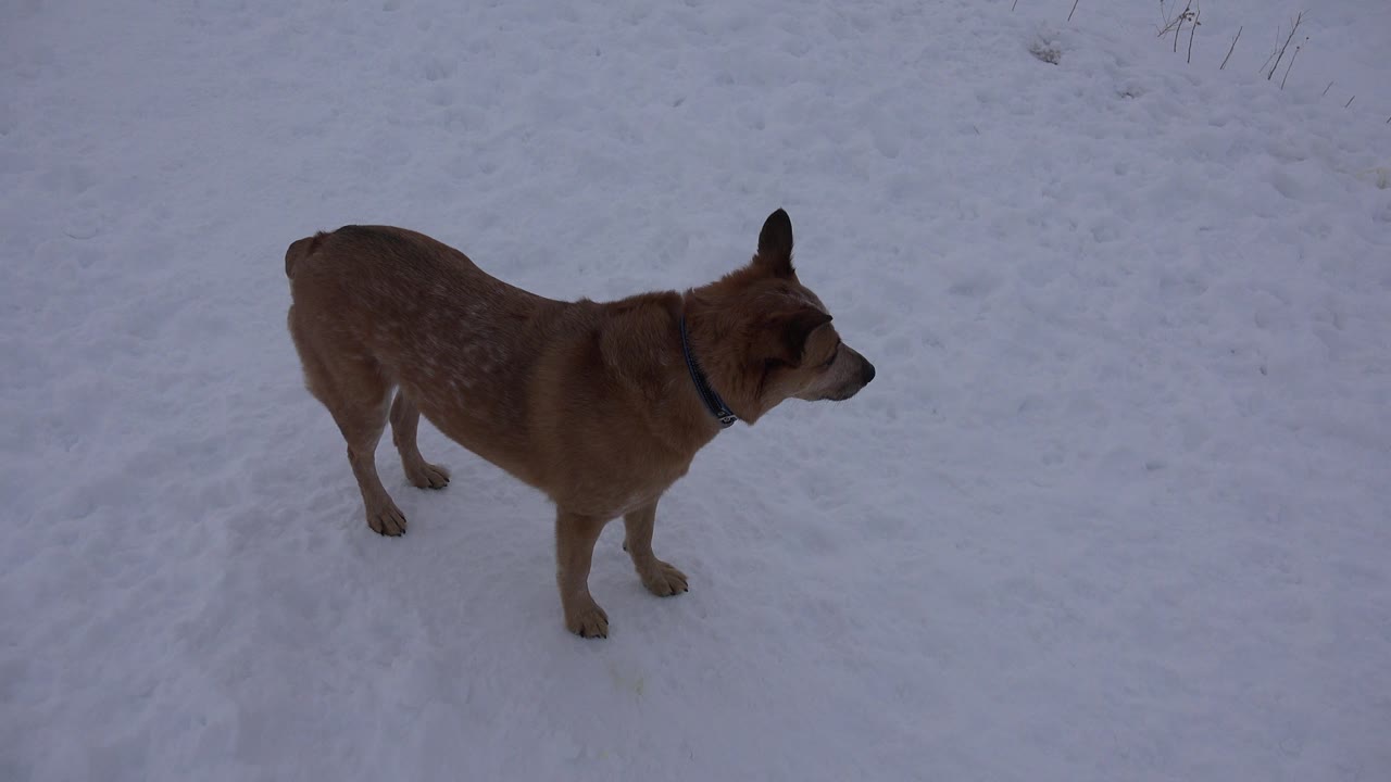 Dog standing in profile on blue-tinted snow.