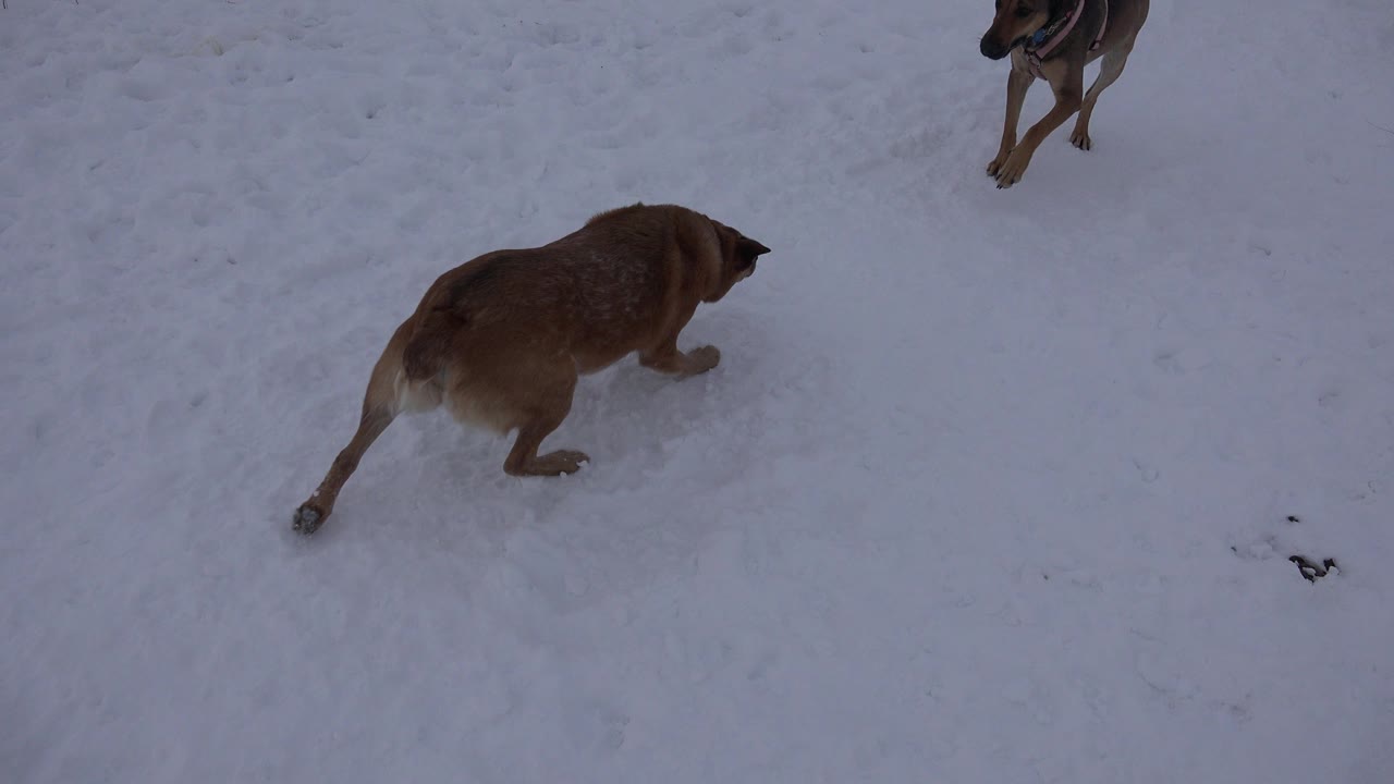 A tan dog moves across blue-gray snow in Arvada, Colorado, while part of a darker dog appears near the top edge, with no visible people.