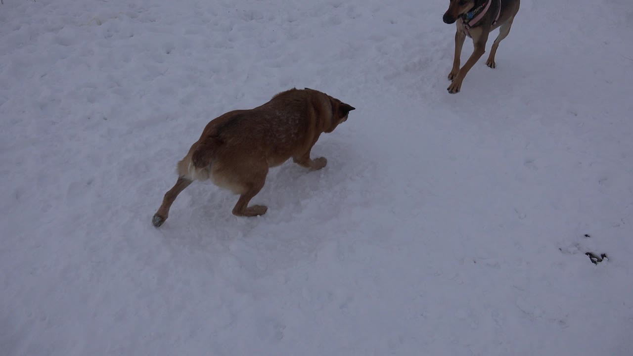 The tan dog continues across the snowy ground in Arvada, Colorado, with a partial second dog near the top of frame and no visible people.