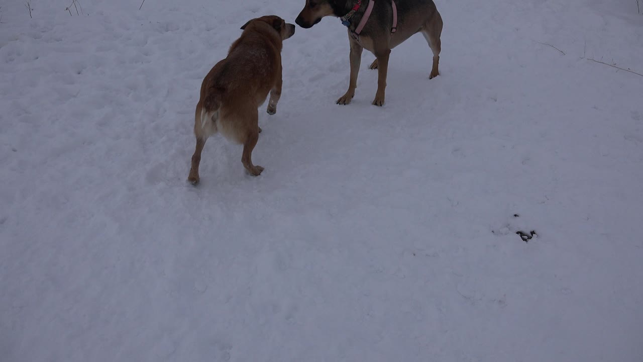 Two dogs facing each other on a snowy surface.