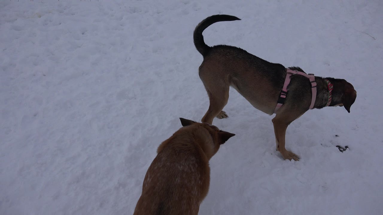 Two dogs standing on snow, one wearing a pink harness.
