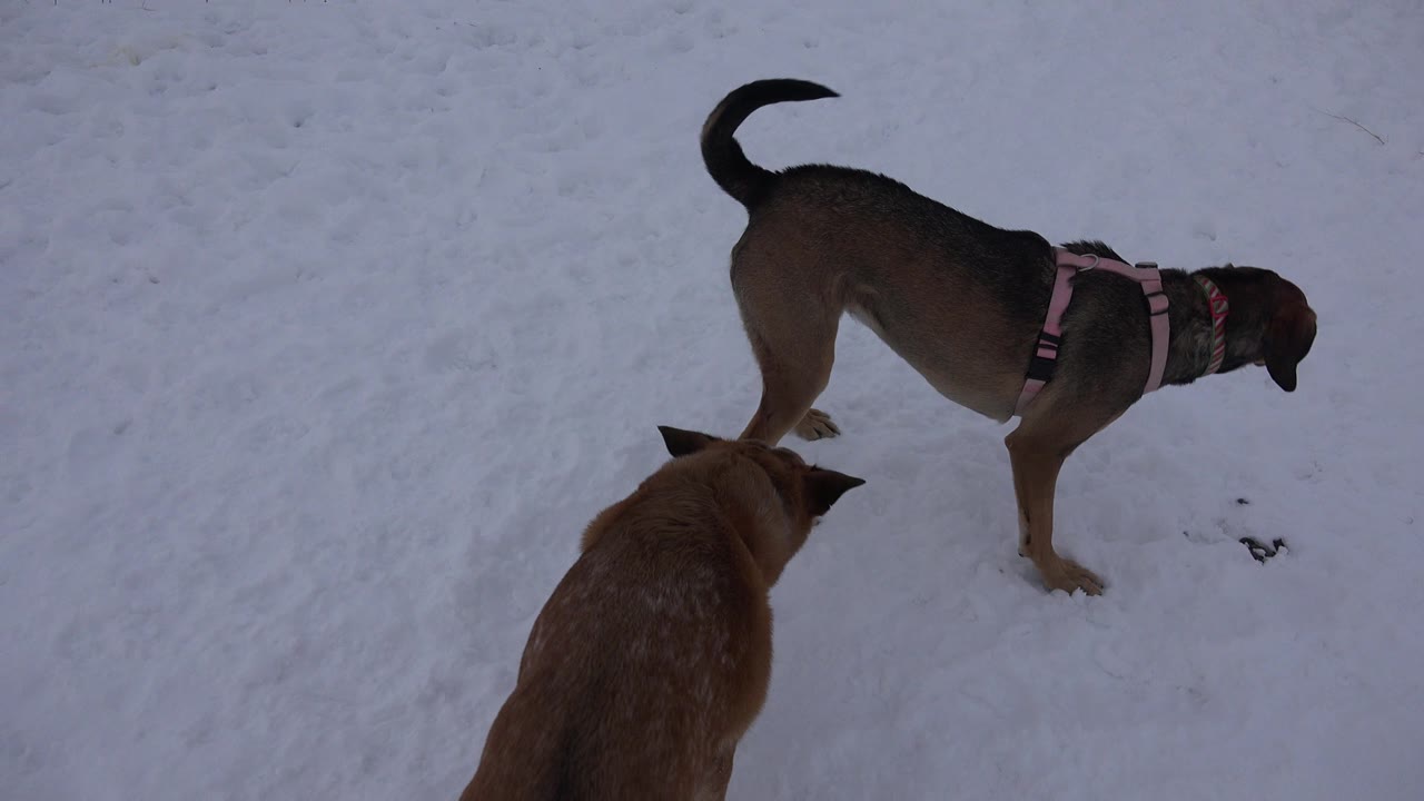A brown dog in a pink harness looks down at the snowy ground while a second dog enters from the lower foreground in Arvada, Colorado, with no visible people.