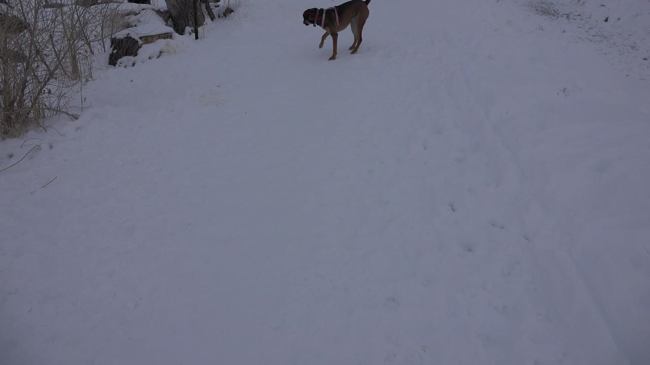 Dog standing in a snowy open field near leafless brush.