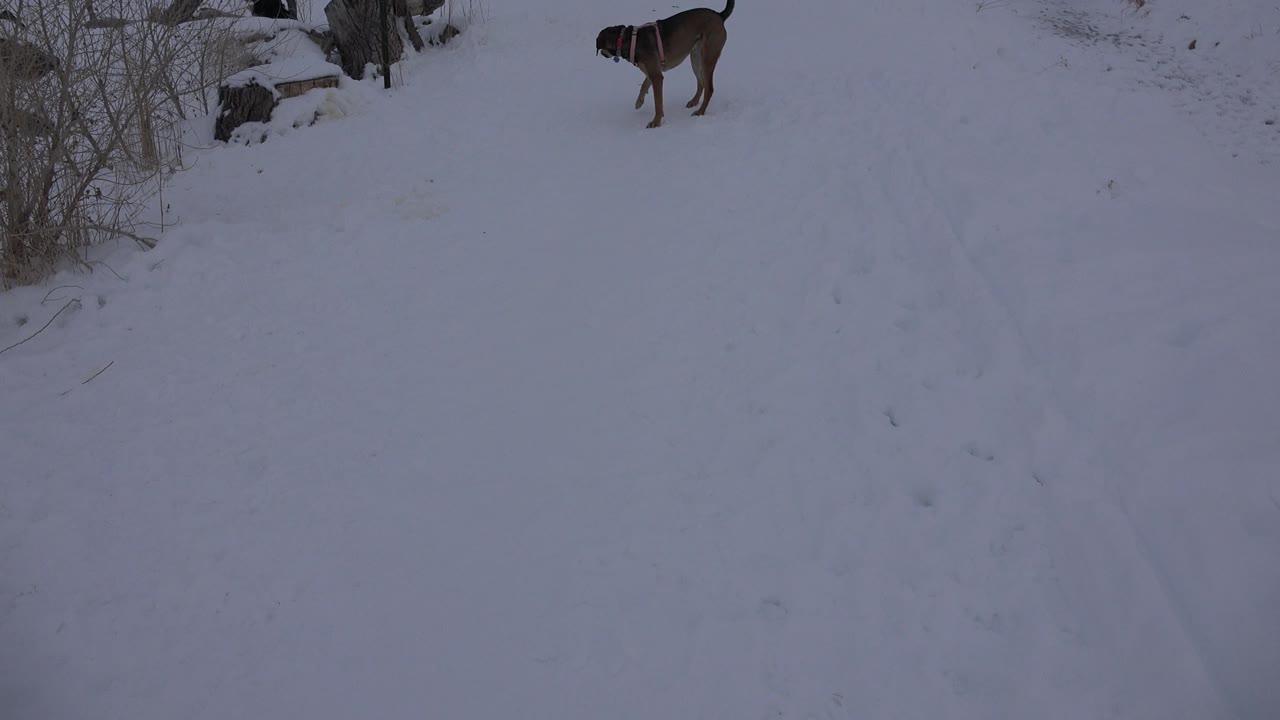 A dog remains near the top of the snow-covered field in Arvada, Colorado, with faint footpaths or tracks crossing the open foreground and no visible people in this frame.