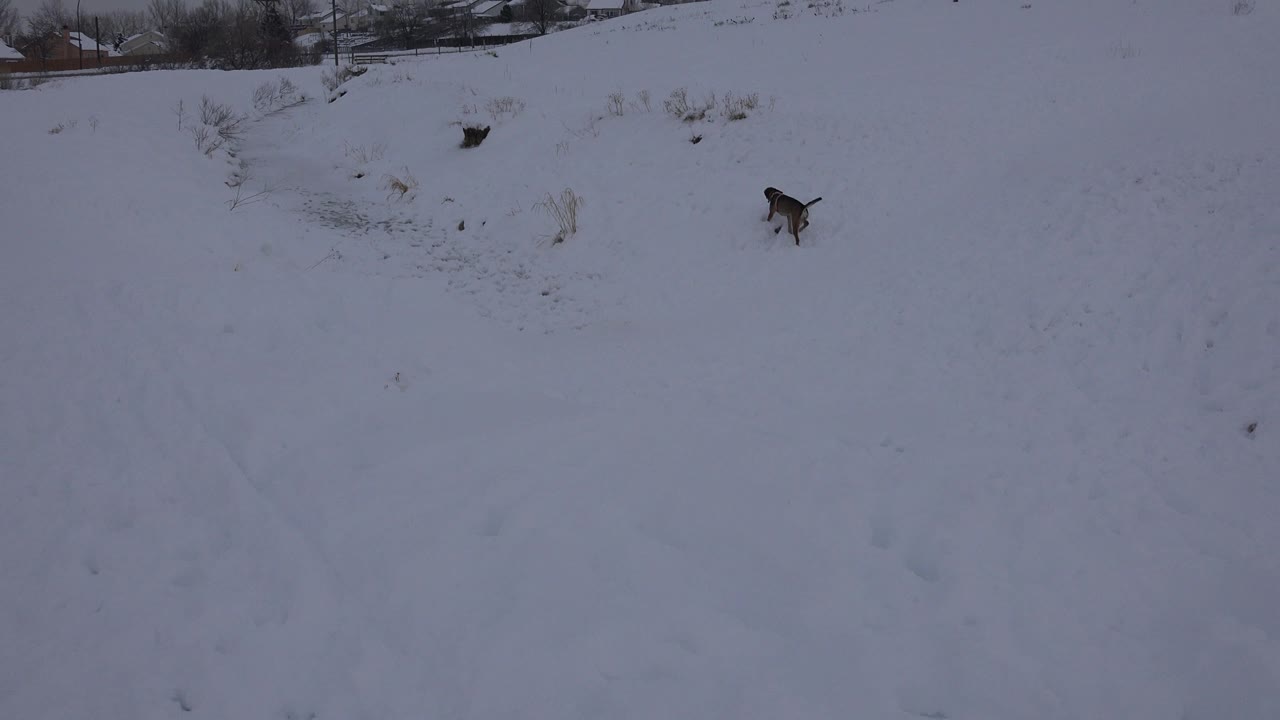 A small brown-and-black dog crosses an open snowy field in Arvada, Colorado, with brush and distant trees at the top of frame and no visible people.
