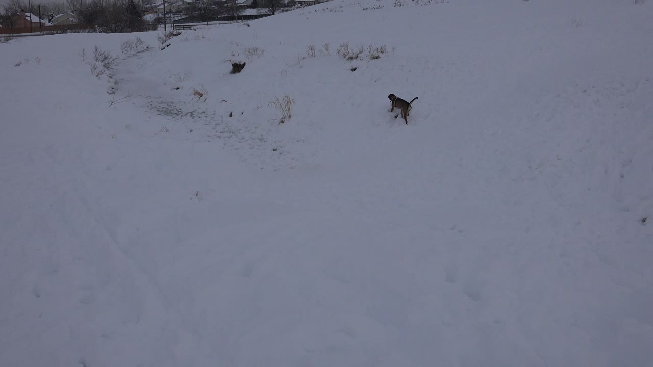 The dog appears farther right in the snowy Arvada field, moving past scattered grass clumps under flat winter light with no visible people.