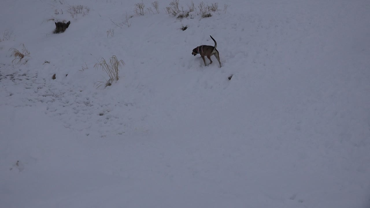 Dog near the upper right of a snowy open area.