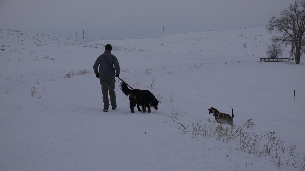 A man seen from behind walks two dogs across a snowy open road or path in Arvada, Colorado, with a bare tree and pale hillside in the distance.