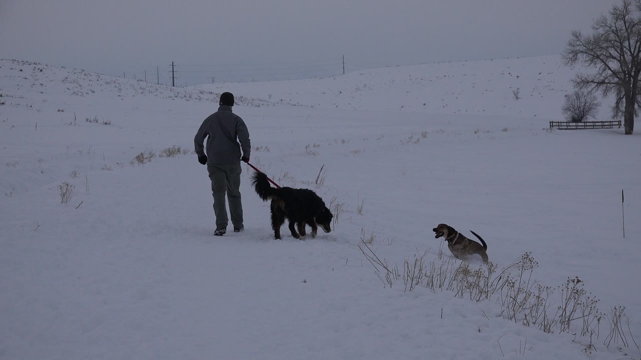 The man and two dogs continue farther along the snow-covered path in Arvada, Colorado, with the smaller dog separated to the right and dry grass poking through the snow.