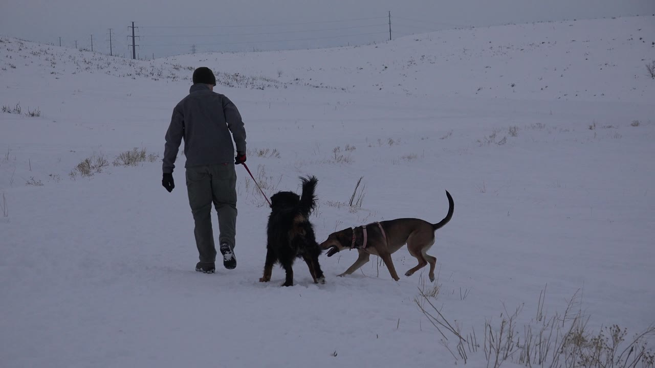 Two dogs near a man in a snowy field