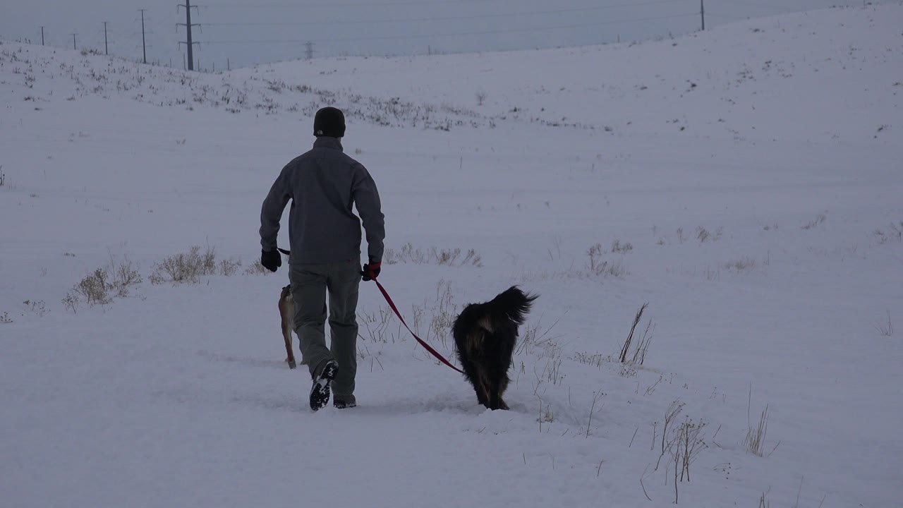 A man seen from behind walks across an Arvada, Colorado snow field with two dogs near him and utility poles faintly visible on the horizon.