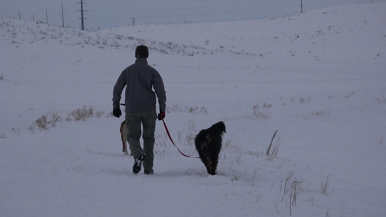 The man continues away from the camera in the Arvada snow field while a dark dog stays near the leash and a lighter dog moves partly behind him.