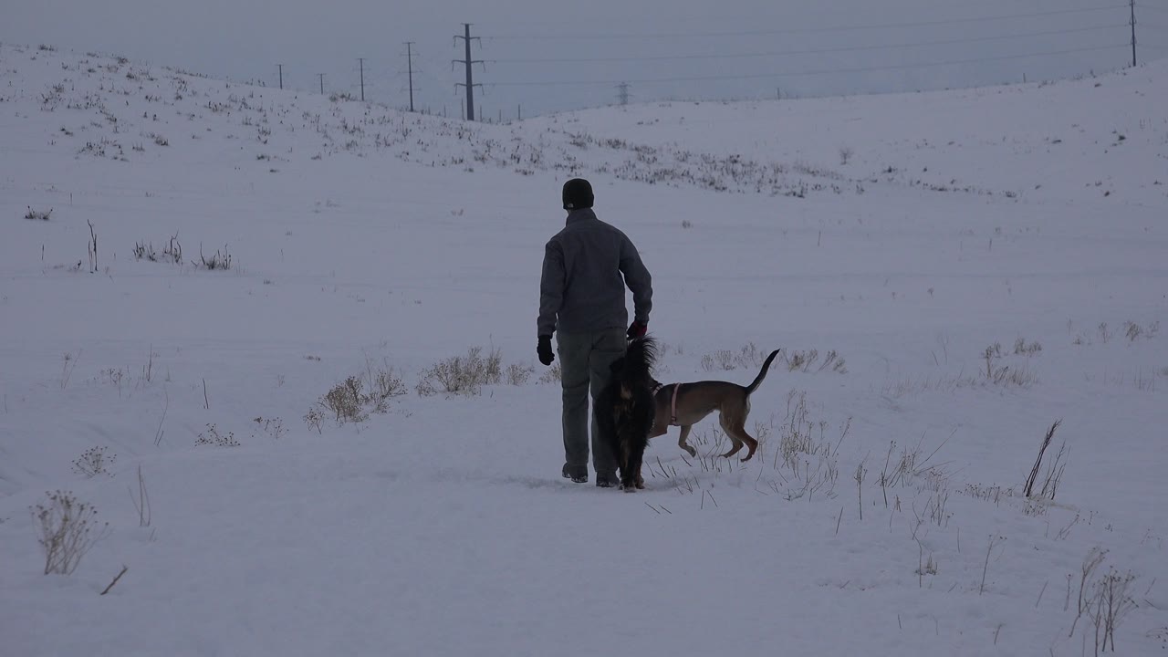 Man walking away through snow with two dogs nearby