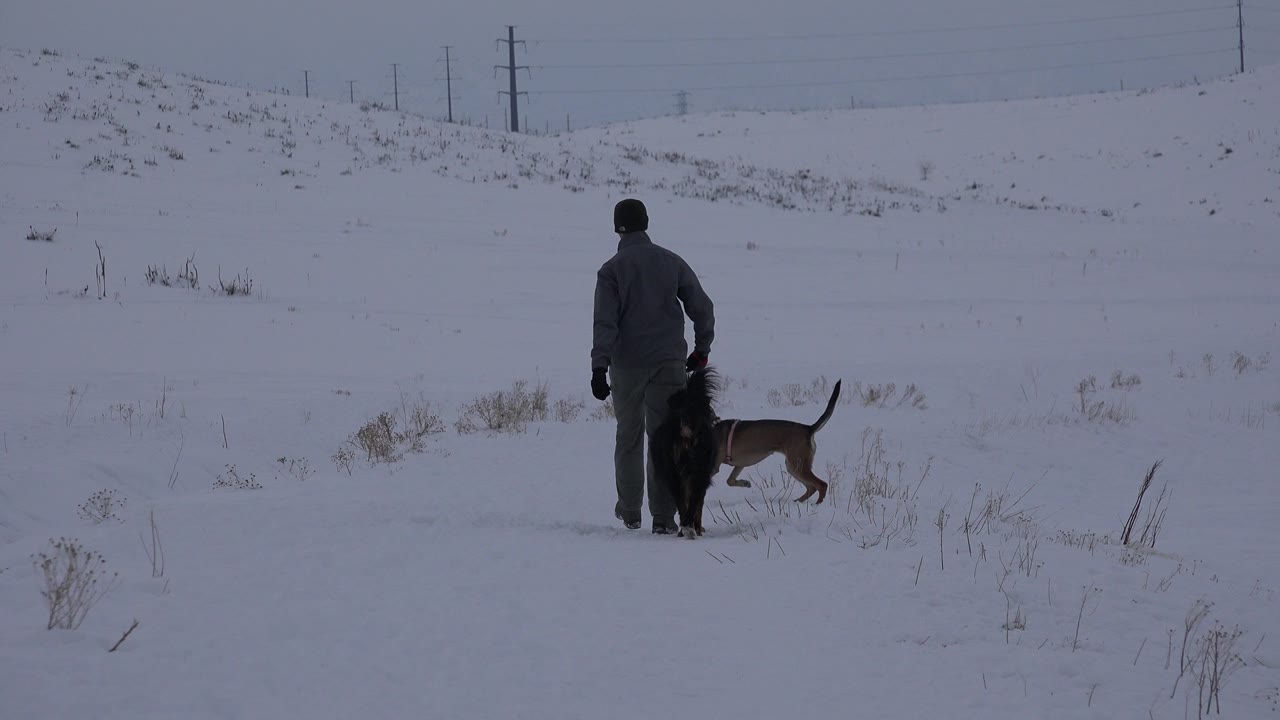 The man continues away through the Arvada snowfield while a tan dog walks to his right, with dry brush poking through the snow and faint utility poles on the horizon.