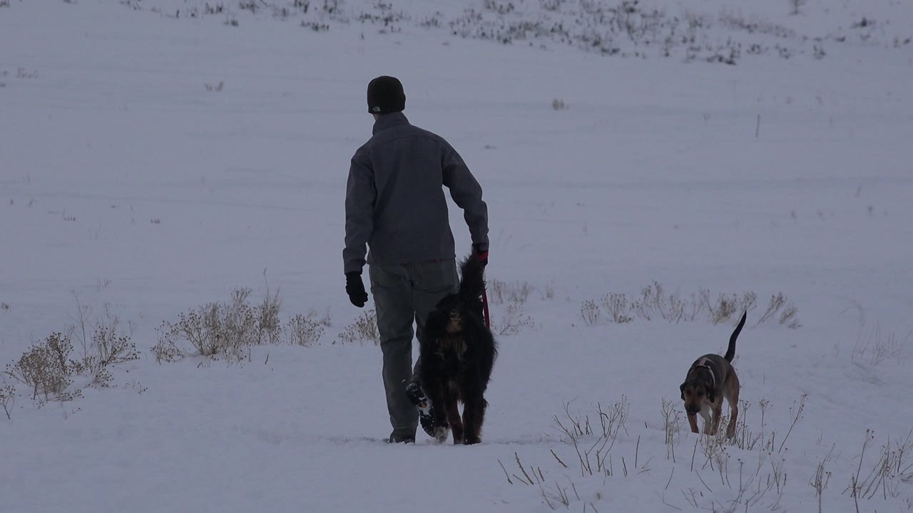 Man walking away with two dogs in a snowy field