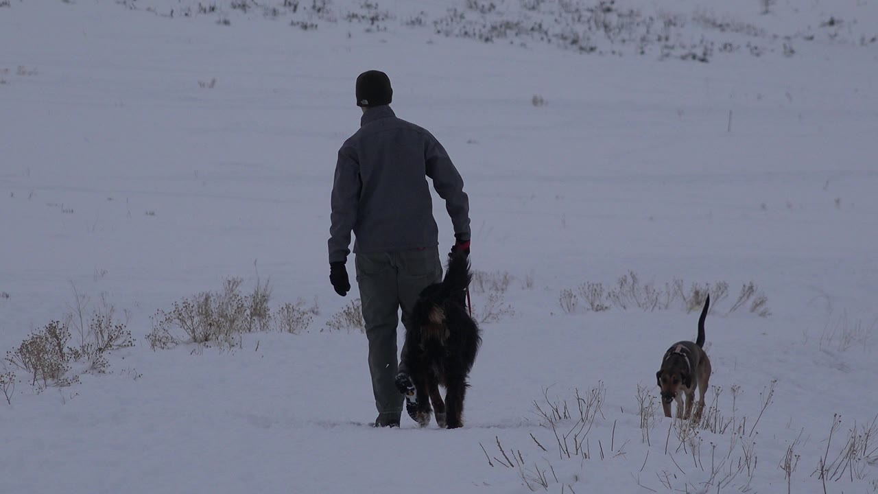 The man continues away from camera in Arvada, Colorado while the large dog stays close and the smaller dog trots ahead across the snowy right side.
