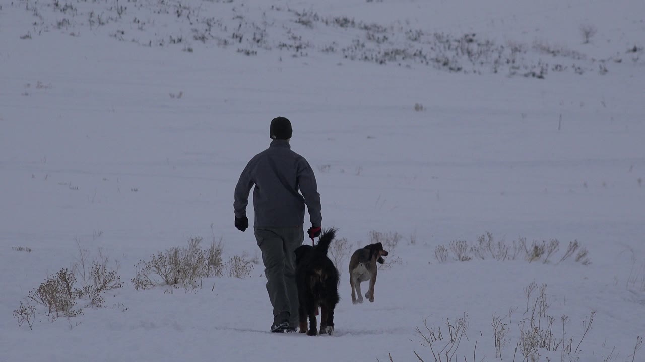 Person walking away with two dogs in a snowy field.