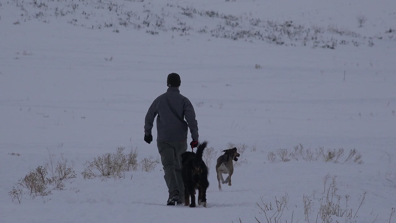 One second in, the person remains centered from behind with the dark dog beside them while the tan dog is farther forward across the snowy Arvada field.