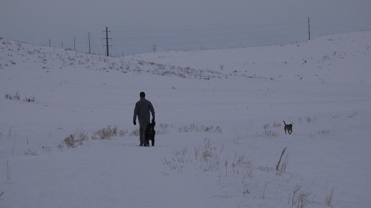 Person walking two dogs across a snowy field with grass and utility poles.
