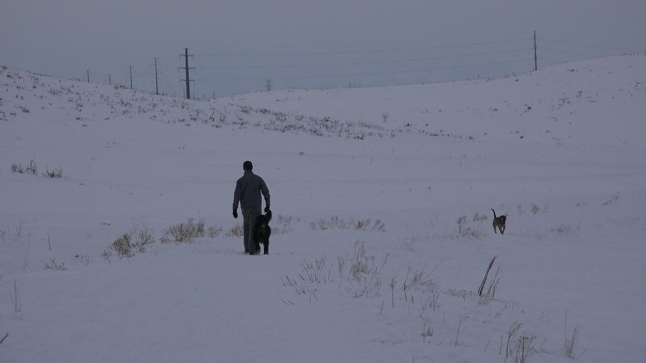 In Arvada, Colorado, the walker remains centered in the snowy field while the smaller dog stays to the right and dry grass clumps break through the snow.