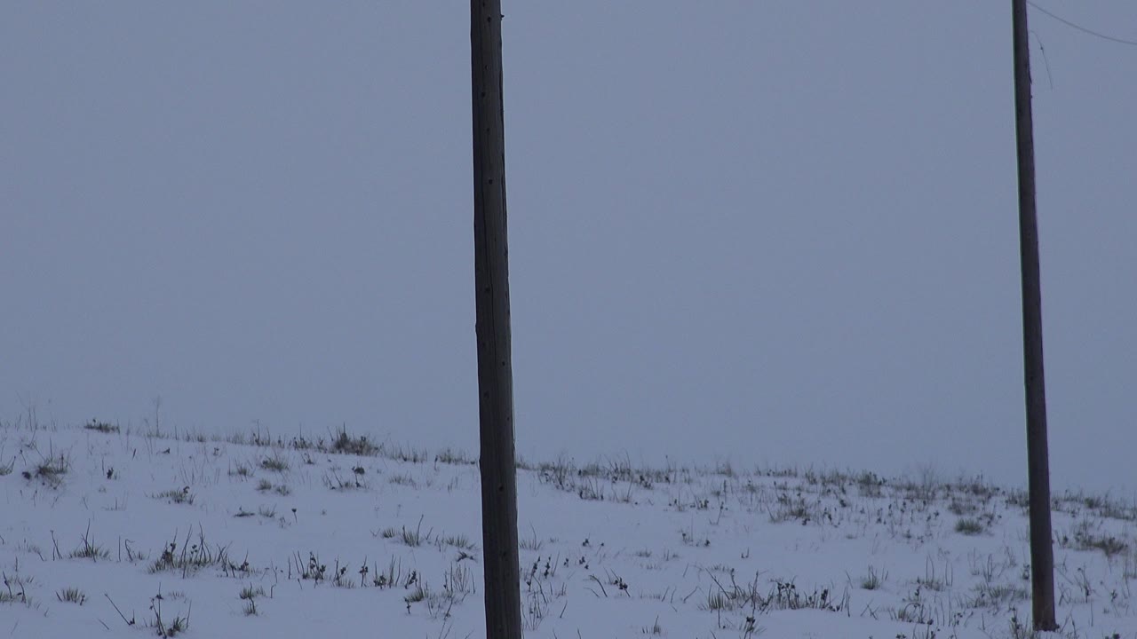 Opening frame of an Arvada, Colorado winter dusk scene with snow-covered ground, sparse grass, blue-gray sky, and a dark pole near the right side, no visible people.