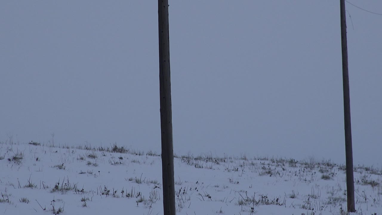 At 0:01, the Arvada snow-covered ground sits low in frame beneath a wide blue-gray sky, with a dark pole shifted closer to the left side and no visible people.