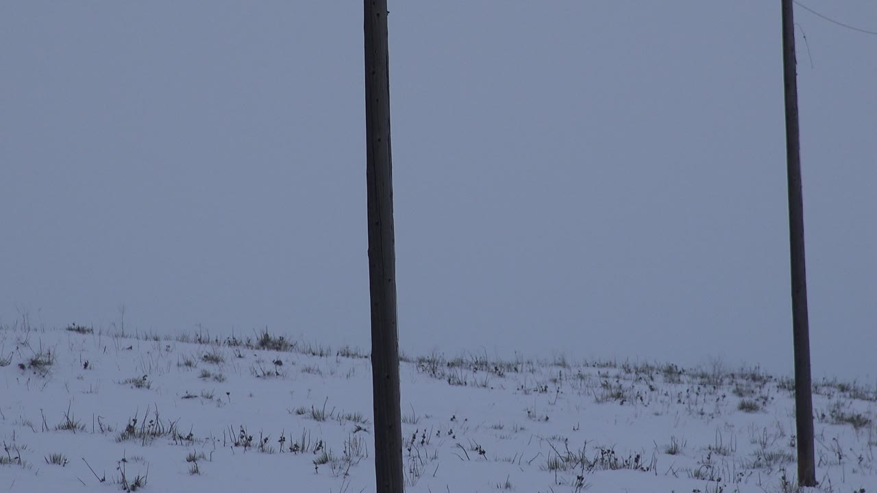 Blue-gray sky above snowy ground with a dark pole near the center-left.
