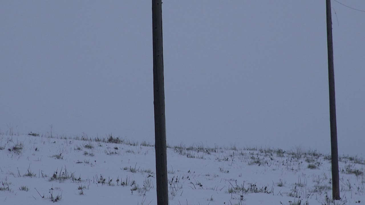 A snow-covered hillside in Arvada, Colorado with sparse grass and a single dark utility pole rising near the left side of the frame, with no visible people.