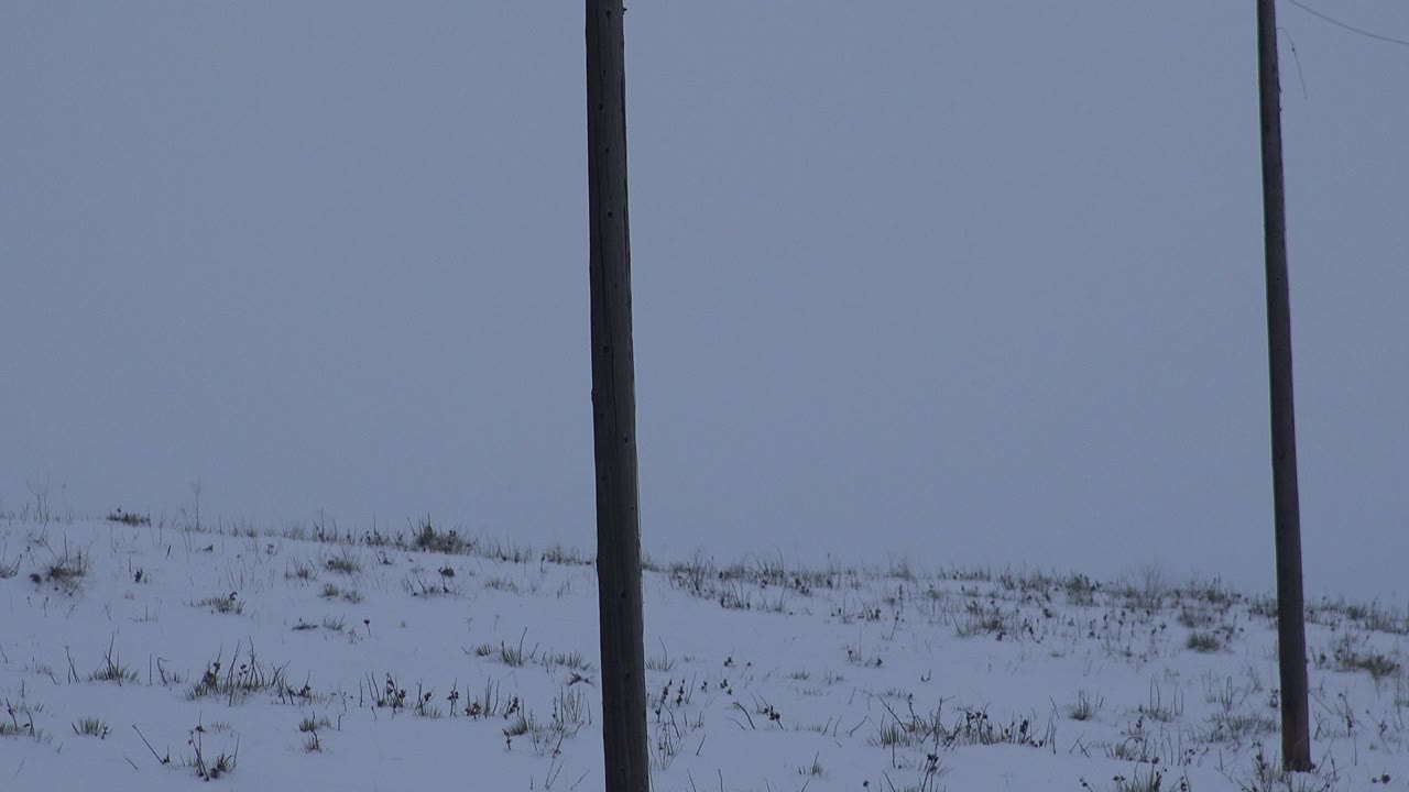 A tall wooden utility pole stands over a snow-blanketed Arvada hillside with small patches of grass visible along the ridge, with no visible people.