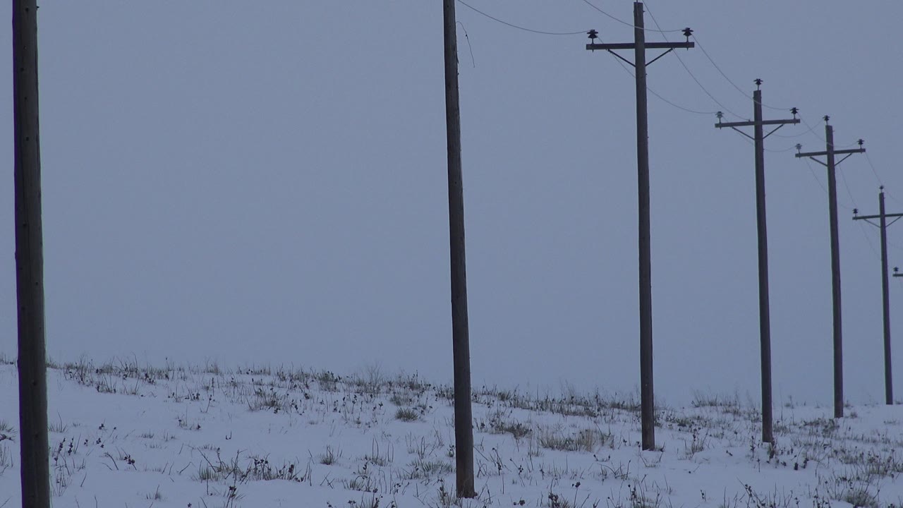 Telephone poles receding across a snowy field under an overcast sky.