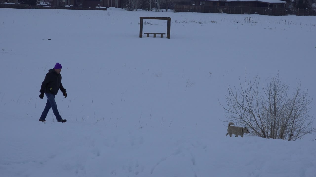 The adult man advances across the snowy Arvada field while the small light-colored dog stays near a leafless shrub cluster under muted winter light.