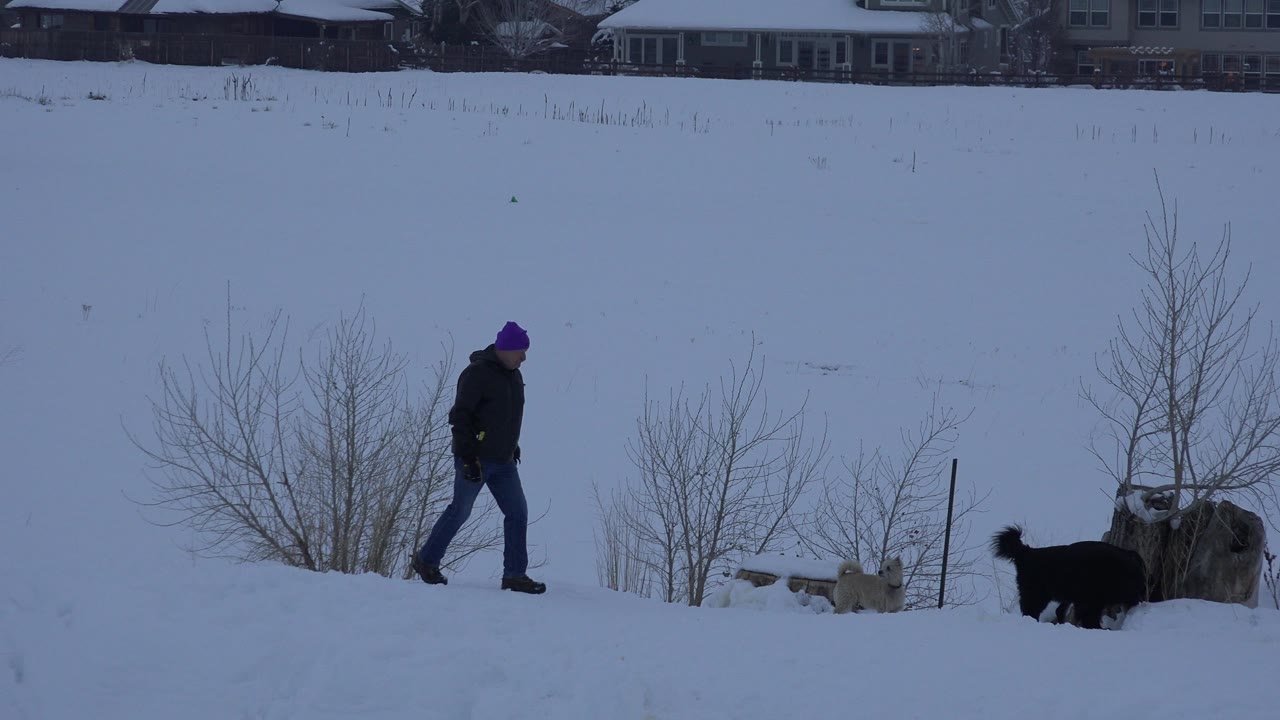 Man in a purple hat walking two dogs through snow beside shrubs and a stump.