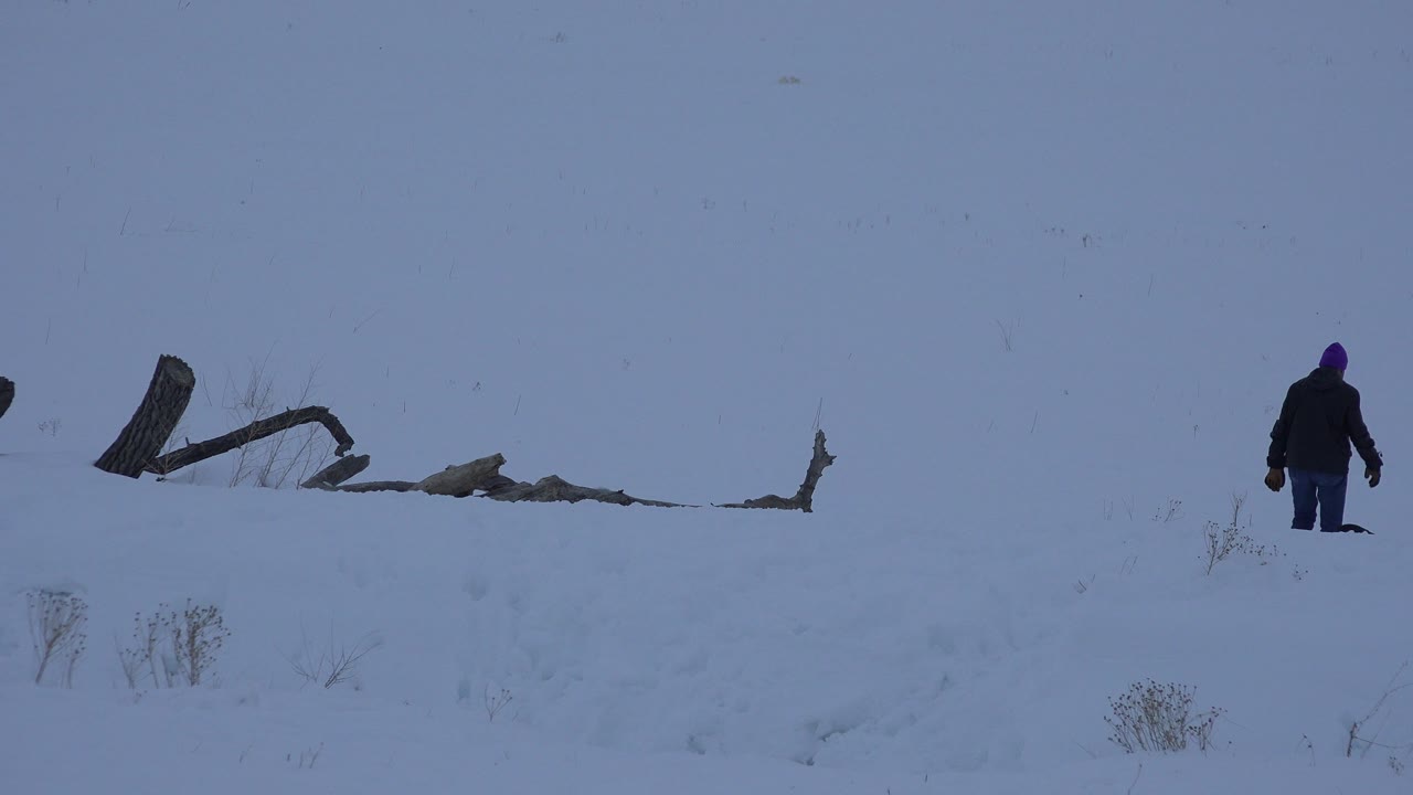 Snow-covered field with fallen dark branches and a distant bundled walker at the right edge.