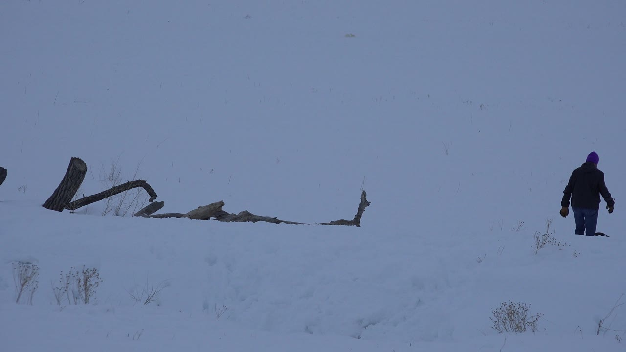 In Arvada, Colorado, a bundled person in a purple hat walks through a broad pale snowfield near dark fallen wood, with the figure seen from behind and no face visible.