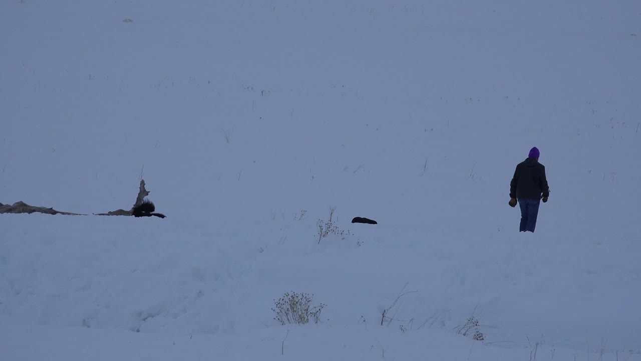 Distant bundled person and dog in a snowy field