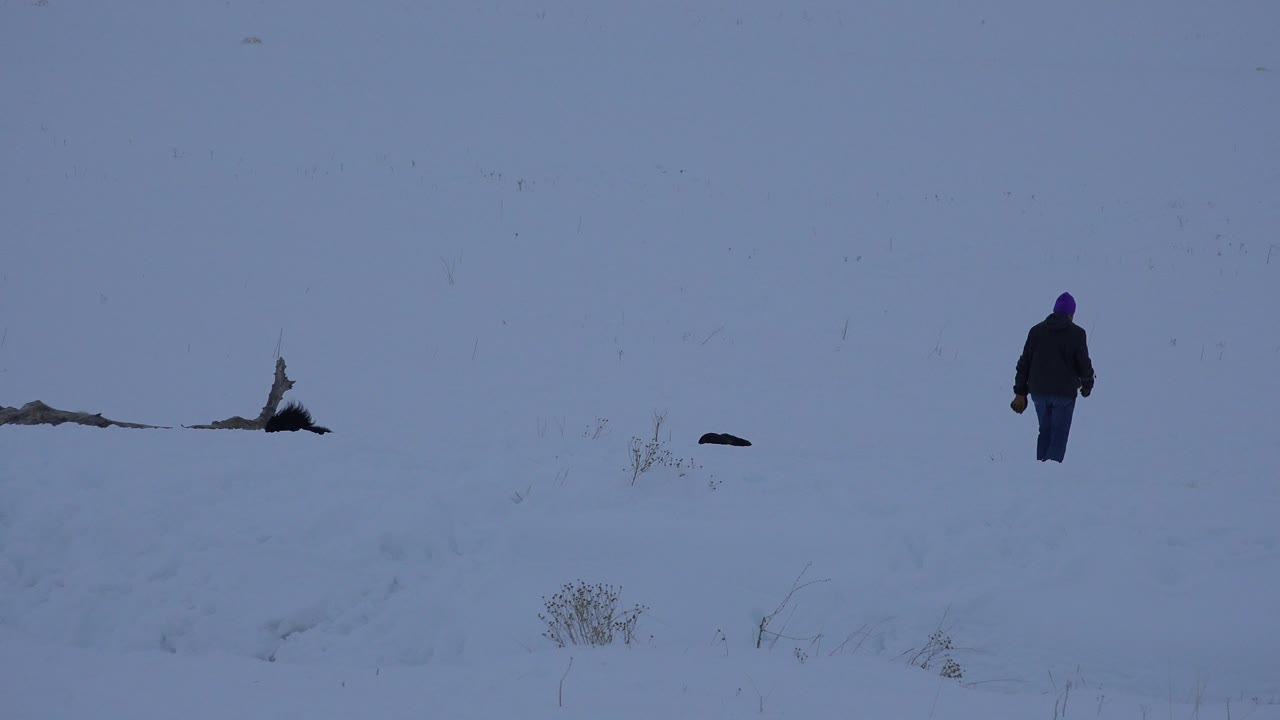 The dog is low in the snow while a distant bundled adult follows through the Arvada, Colorado field, with sparse brush interrupting the white ground.