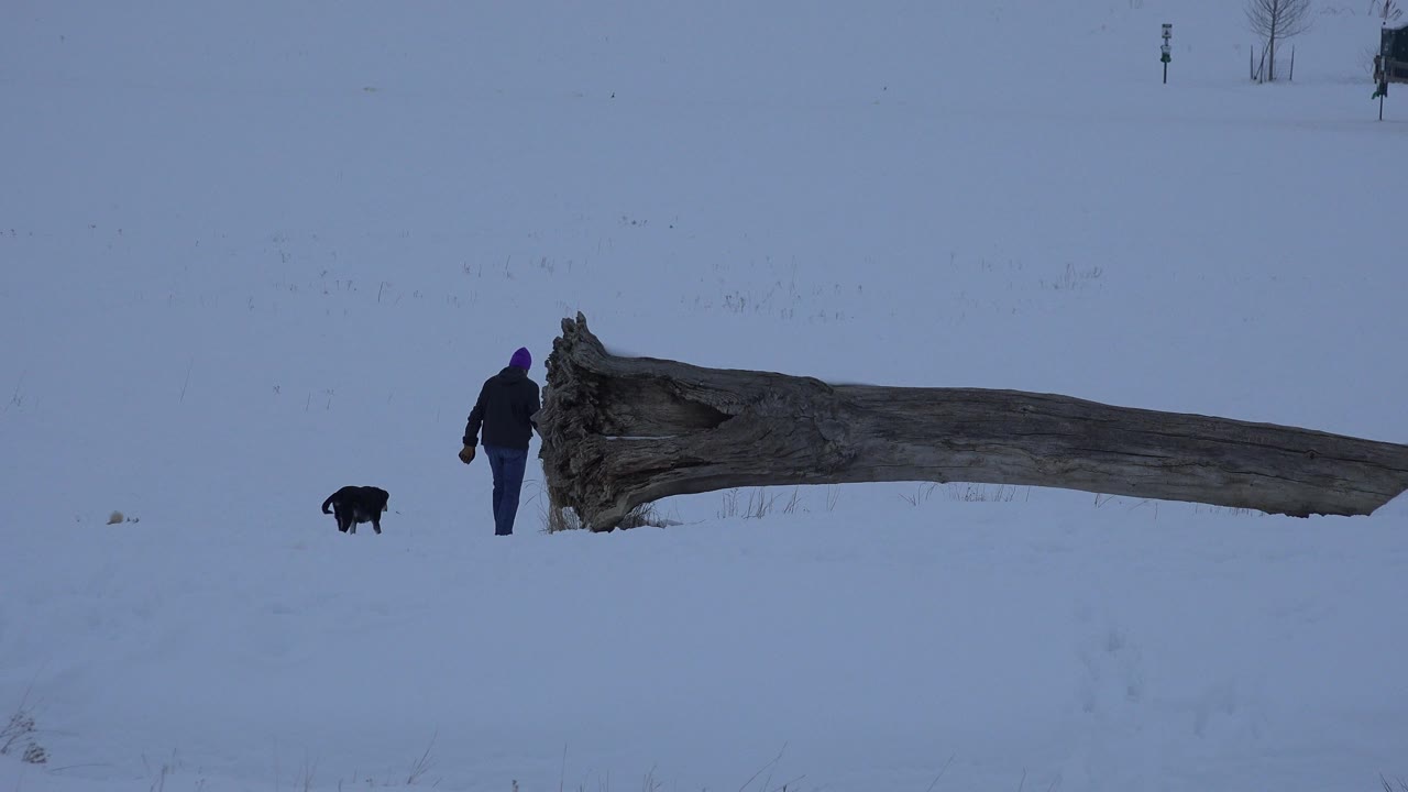 Person and two dogs near a fallen tree trunk in a snowy field.