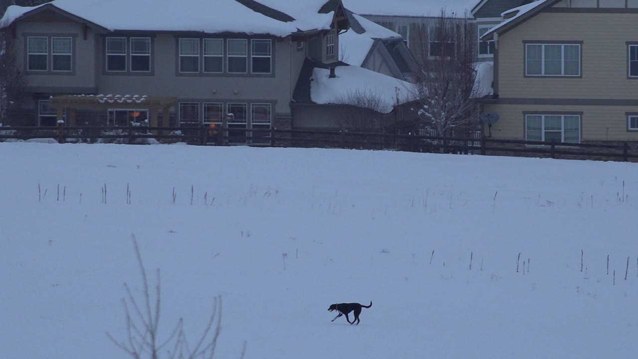 A black dog runs across a wide snow-covered area in Arvada, Colorado, with snowy residential homes in the background and no visible people in this frame.