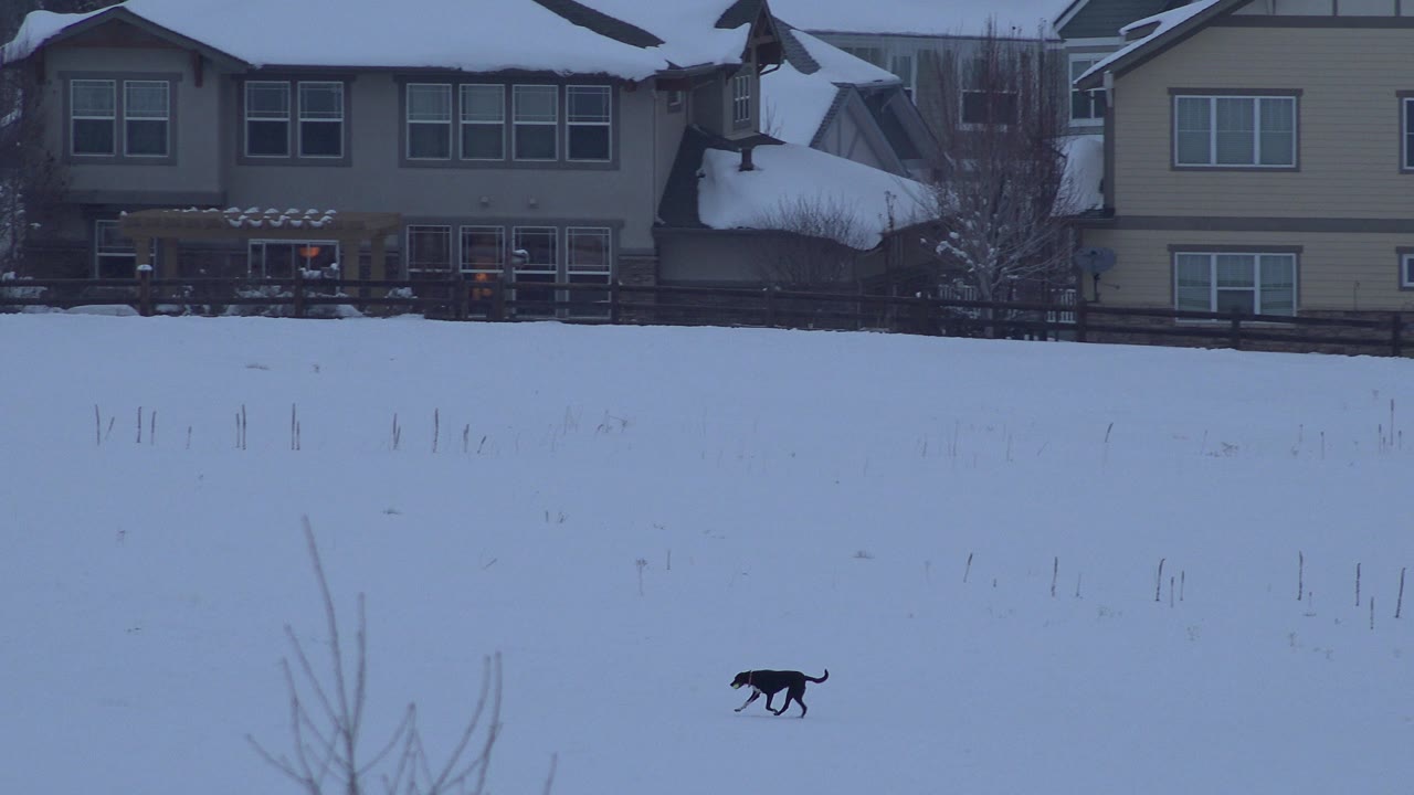 The black dog continues across the snow in Arvada, Colorado, framed low in the scene beneath a row of snow-covered homes and bare winter plants.