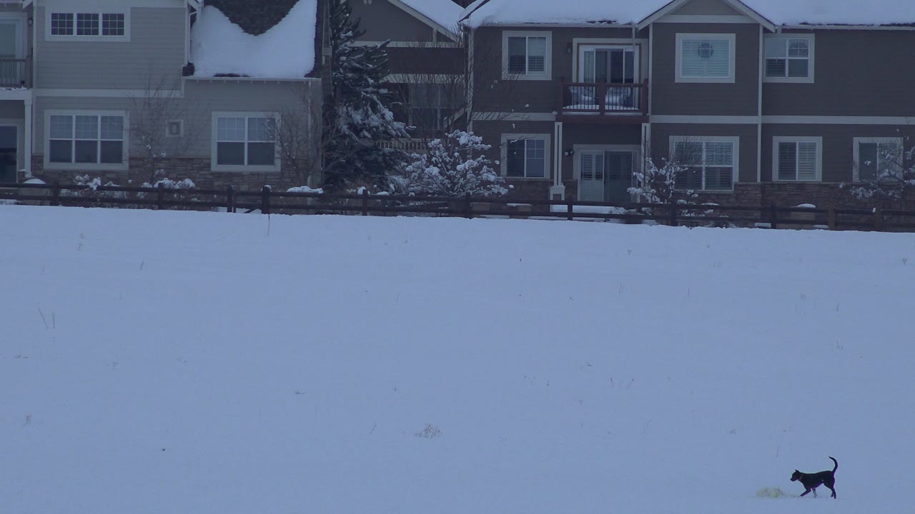Small dark dog crossing a snowy field below snow-covered homes.