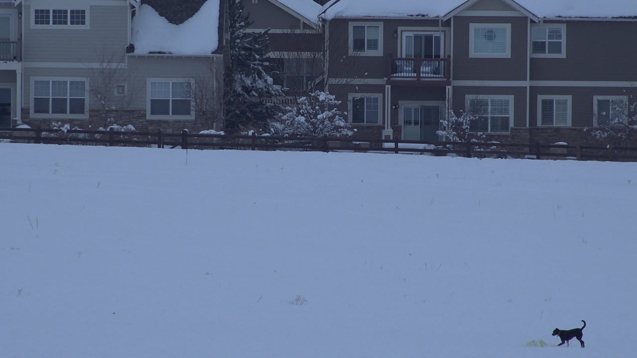 One second in, the dog appears nearer the center of the snowy field in Arvada, Colorado, with the same fenced homes along the background and no visible people.