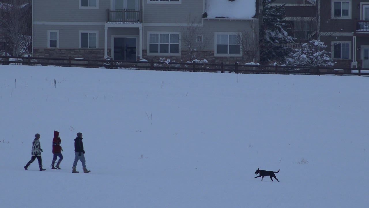 In Arvada, Colorado, three bundled people cross a snowy field from left to right while a dark dog runs ahead of them, with residential buildings in the background.