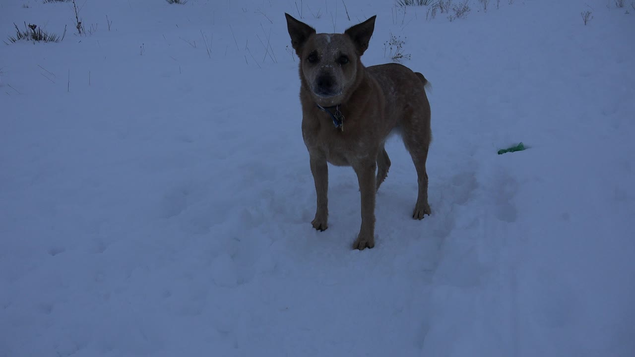 Tan dog stands facing the ground camera in blue-toned snow in Arvada, Colorado, with sparse grass at the top of frame and no visible people.