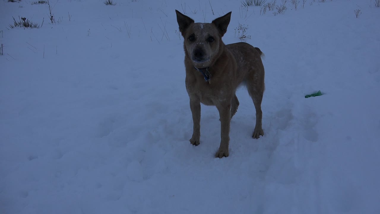 Dog standing in snow with ears upright